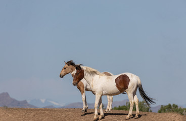 Obraz premium Beautiful Wild Horses in Spring in the Utah Desert