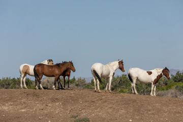 Naklejka na ściany i meble Beautiful Wild Horses in Spring in the Utah Desert