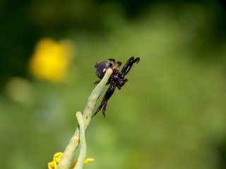 black spider on a yellow flower