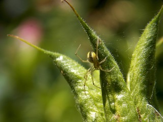 yellow spider on the plant