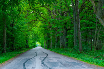 Obraz premium forest road trees along at the countryside, car tyre tyres' traces tracks on the road, forest tree shadow