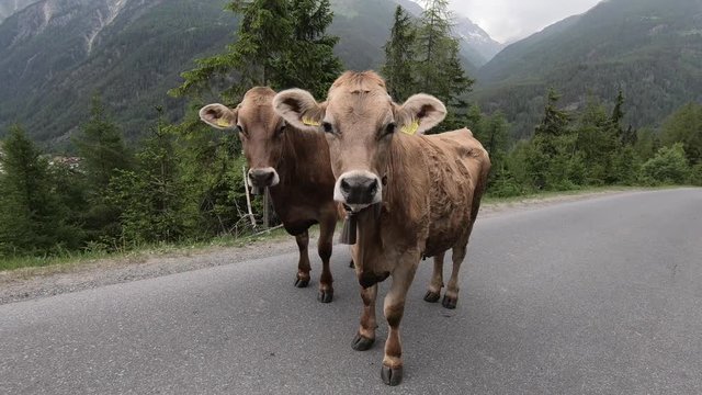 Cows on the Road in Tirol, Austria