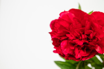 Beautiful peony flowers on white table with copy space for your text top view and flat lay style