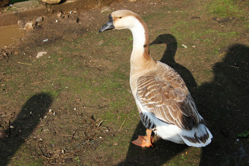 The domestic goose on the yard. Closeup. Sunny day