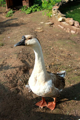 The goose on the yard. Closeup. The background out of focus