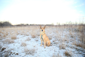 Portrait of happy red haired mongrel dog walking on sunny winter field.