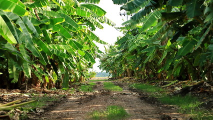 Rural landscape common road through banana plantation in Thailand