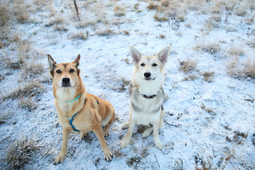 Portrait of two dogs sitting on a meadow in winter field.