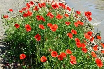 meadow full of red poppies