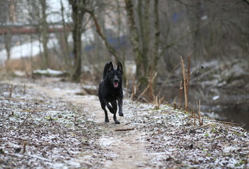 Naklejka premium Portrait of cute mixed breed black dog walking on winter meadow.