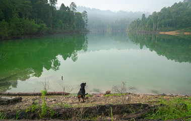 Obraz premium Dog in a beautiful lake and forest landscape.