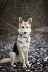 Portrait of cute mixed breed husky dog sitting on winter meadow.