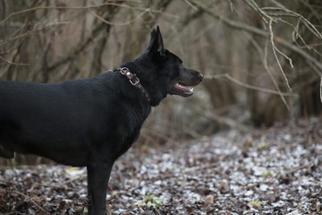 Portrait of cute mixed breed black dog walking on winter meadow.