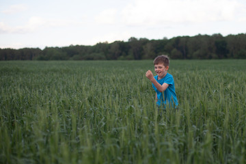 Naklejka na ściany i meble Happy boy running in green wheat, enjoying the life in the field. Nature beauty, blue sky and field of wheat. Freedom concept