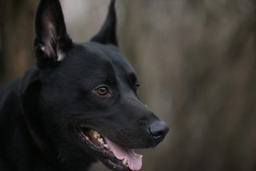 Fototapeta na wymiar Portrait of cute mixed breed black dog walking on winter meadow.