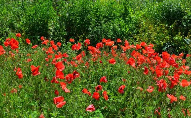 meadow full of red poppies