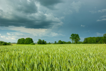 Dark storm clouds over a field of grain