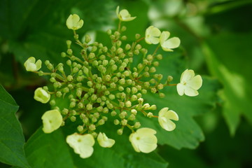 White - green inflorescence with blurred background