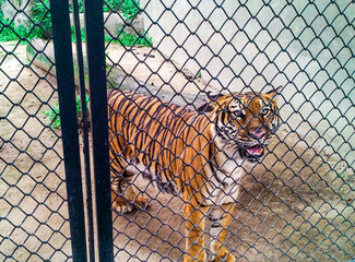 Tigre em zoologico no Rio de janeiro
