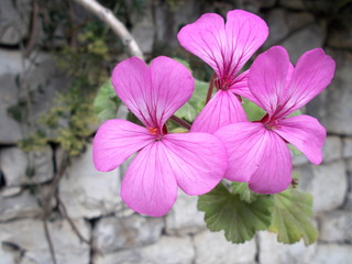 Fototapeta premium geranium