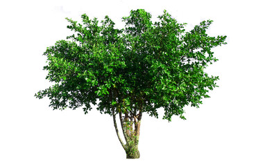Tree isolated on white background for graphic decoration, suitable for both web and print media 