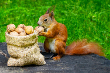 Squirrel eats nuts in the park. A bag with walnuts - a gift for a squirrel.