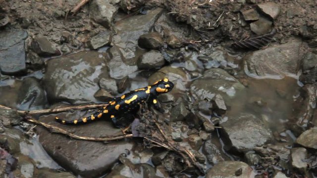 close up of a black yellow spotted Europaean fire salamander (Salamandra) step and stand still on pebbles after rain