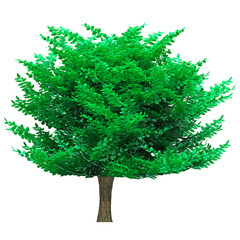 Tree isolated on white background for graphic decoration, suitable for both web and print media 
