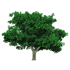 Fototapeta na wymiar Tree isolated on white background for graphic decoration, suitable for both web and print media 