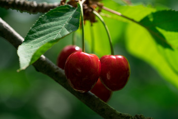 ripe red cherry on branch