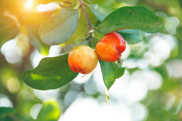 Acerola small cherry fruit on the tree