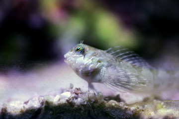Obraz na płótnie Canvas Mediterranean Tompot blenny fish - (Parablennius gattorugine)