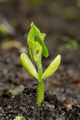 Bean germinating in humic soil, a small green sapling