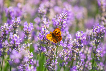 Butterfly on purple lavender flowers, lavender field closeup.