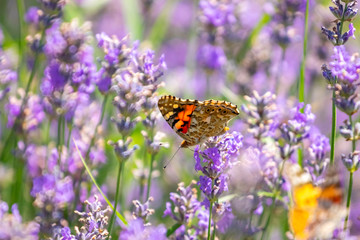 Butterfly on purple lavender flowers, lavender field closeup.