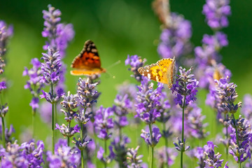 Butterfly on purple lavender flowers, lavender field closeup.