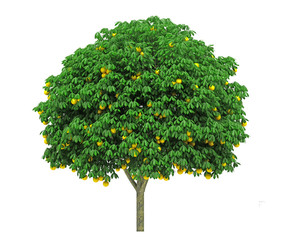 Tree isolated on white background for graphic decoration, suitable for both web and print media 