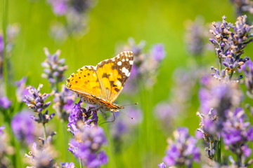 Butterfly on purple lavender flowers, lavender field closeup.