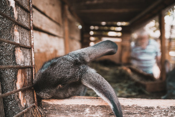 Cute fluffy rabbits in a cage on the farm.