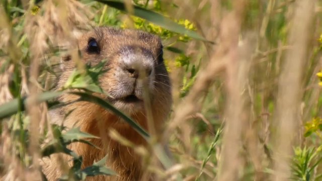 The bobak marmot (Marmota bobak) is a large rodent, family	Sciuridae. He lives in the steppes of Eurasia, in burrows. A very rare species.
