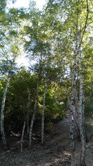forest at the bottom of the gorge