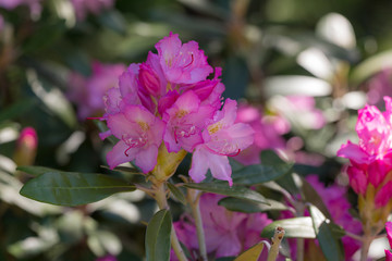 blooming rhododendron in spring
