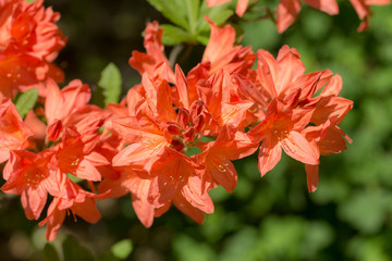 red rhododendron closeup