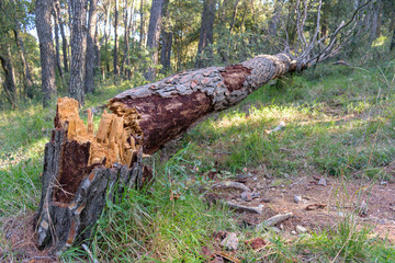 Fallen tree trunk into the forest