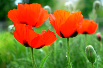 Brightly red poppy flowers on blurred green background, outdoors.