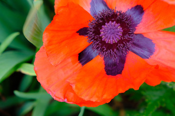 Beautiful bright red poppy flower close-up background.