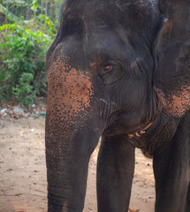 Fototapeta premium Asia Elephants at Angkor Wat near Siem Reap, Cambodia