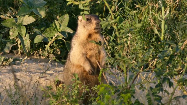 The bobak marmot (Marmota bobak) is a large rodent, family	Sciuridae. He lives in the steppes of Eurasia, in burrows. A very rare species.