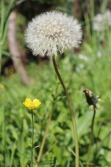 dandelion