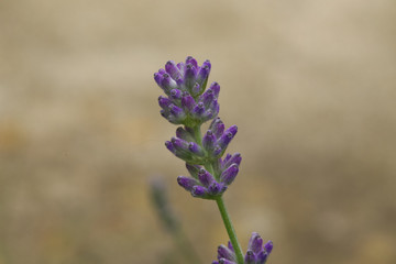 A close up of lavender isolated against a blurred background